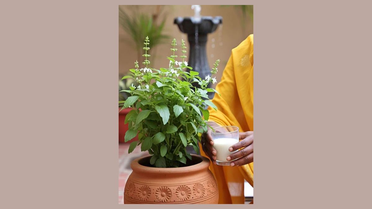 ekadashi ke din tulsi mein kaise chadhaye dudh
