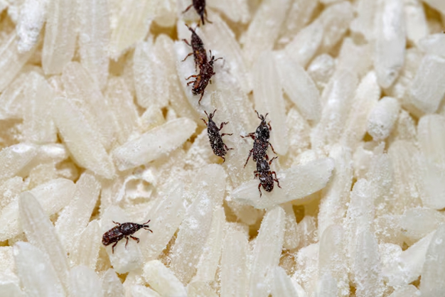how to remove rice bugs