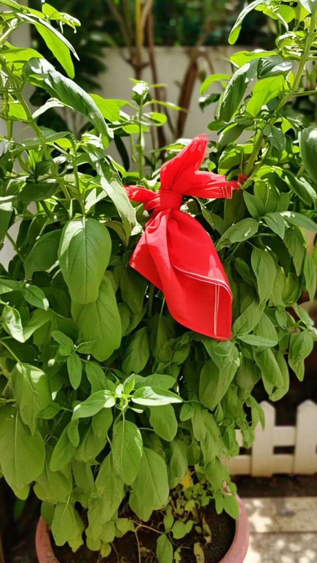 why-is-a-red-cloth-tied-to-the-tulsi-plant-1