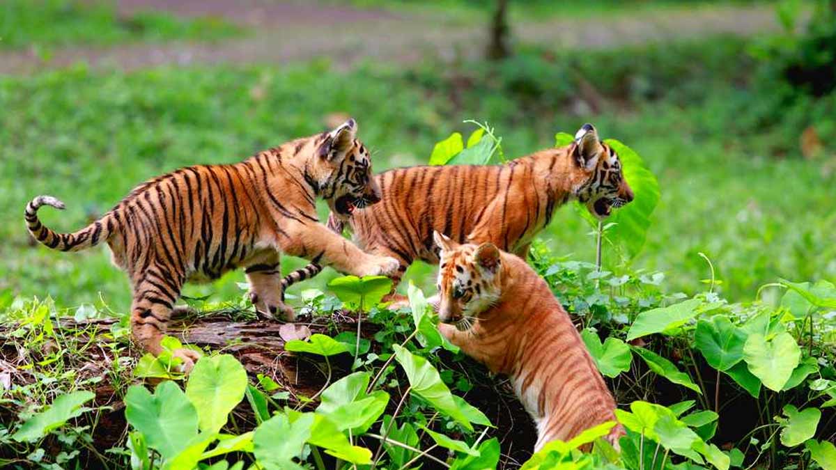 Jim Corbett National Park Safari Booking