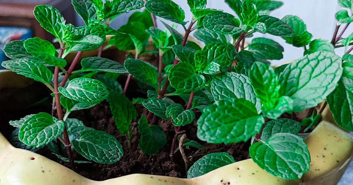Mint plant care tips
