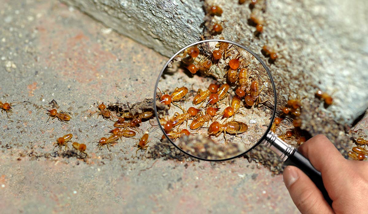 Termite-Control-Queensland