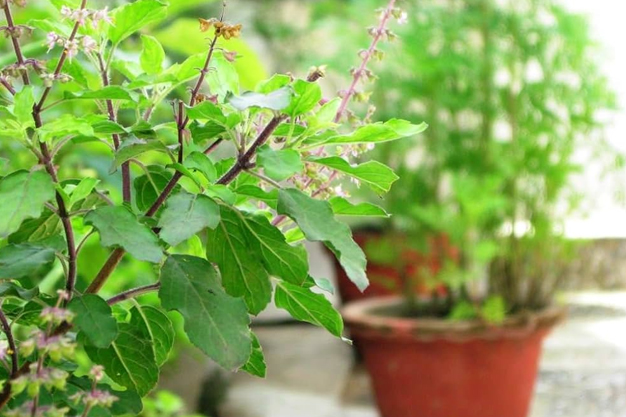 how to make tulsi plant green