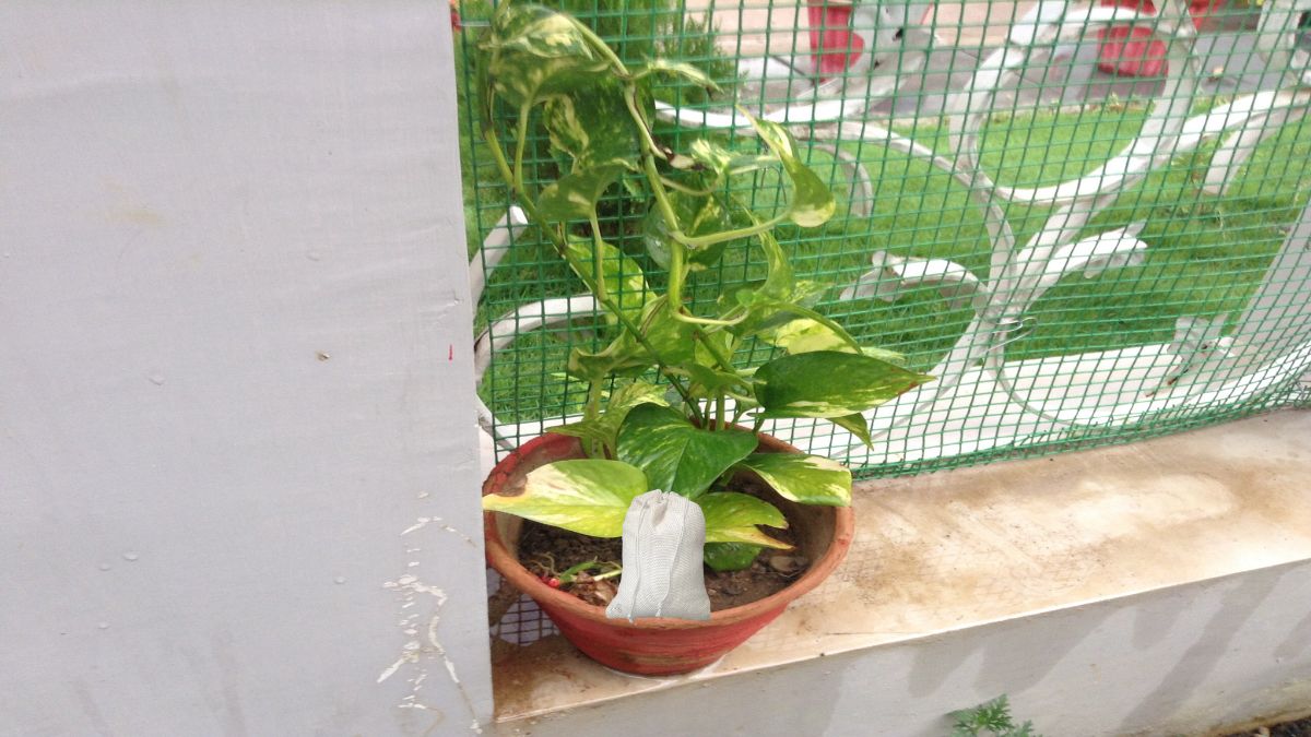 money plant pr kapur bandhne ke niyam