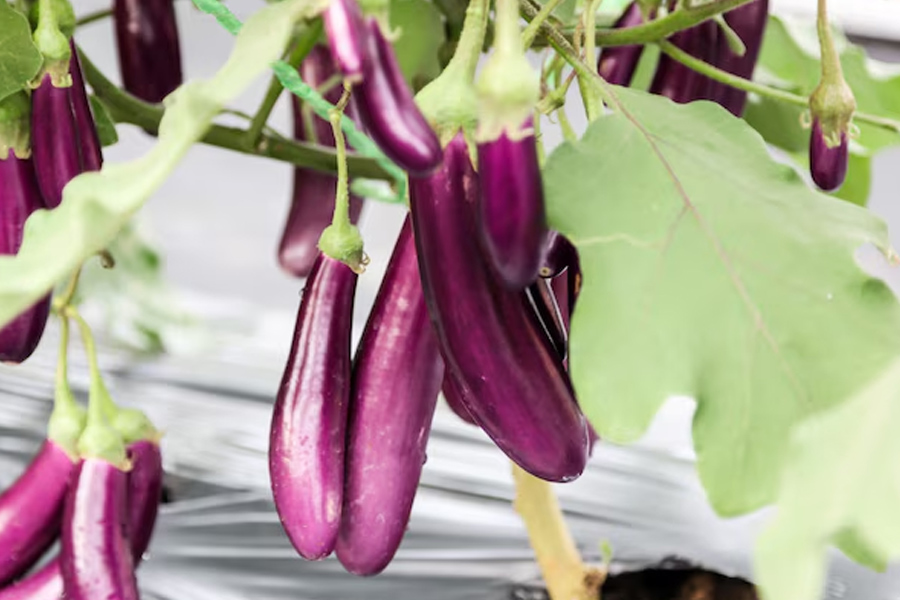 best fertilizer for brinjal plant