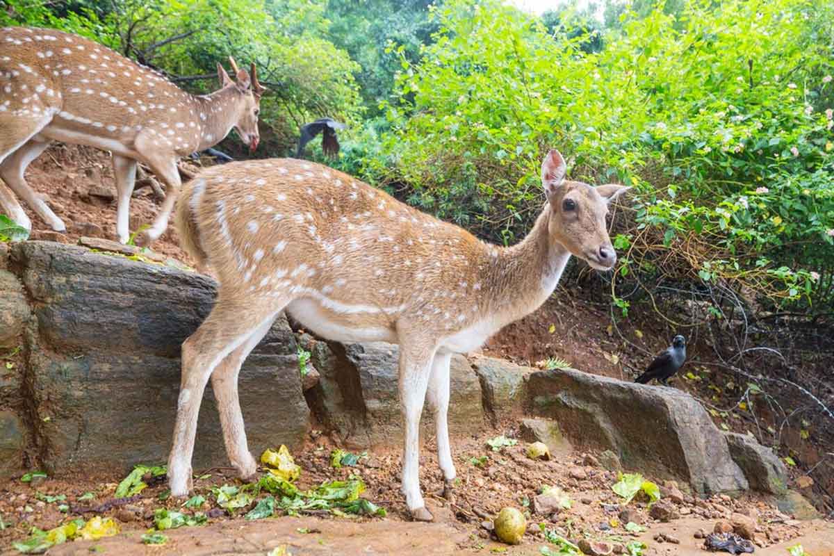 Malsi-Deer-Park