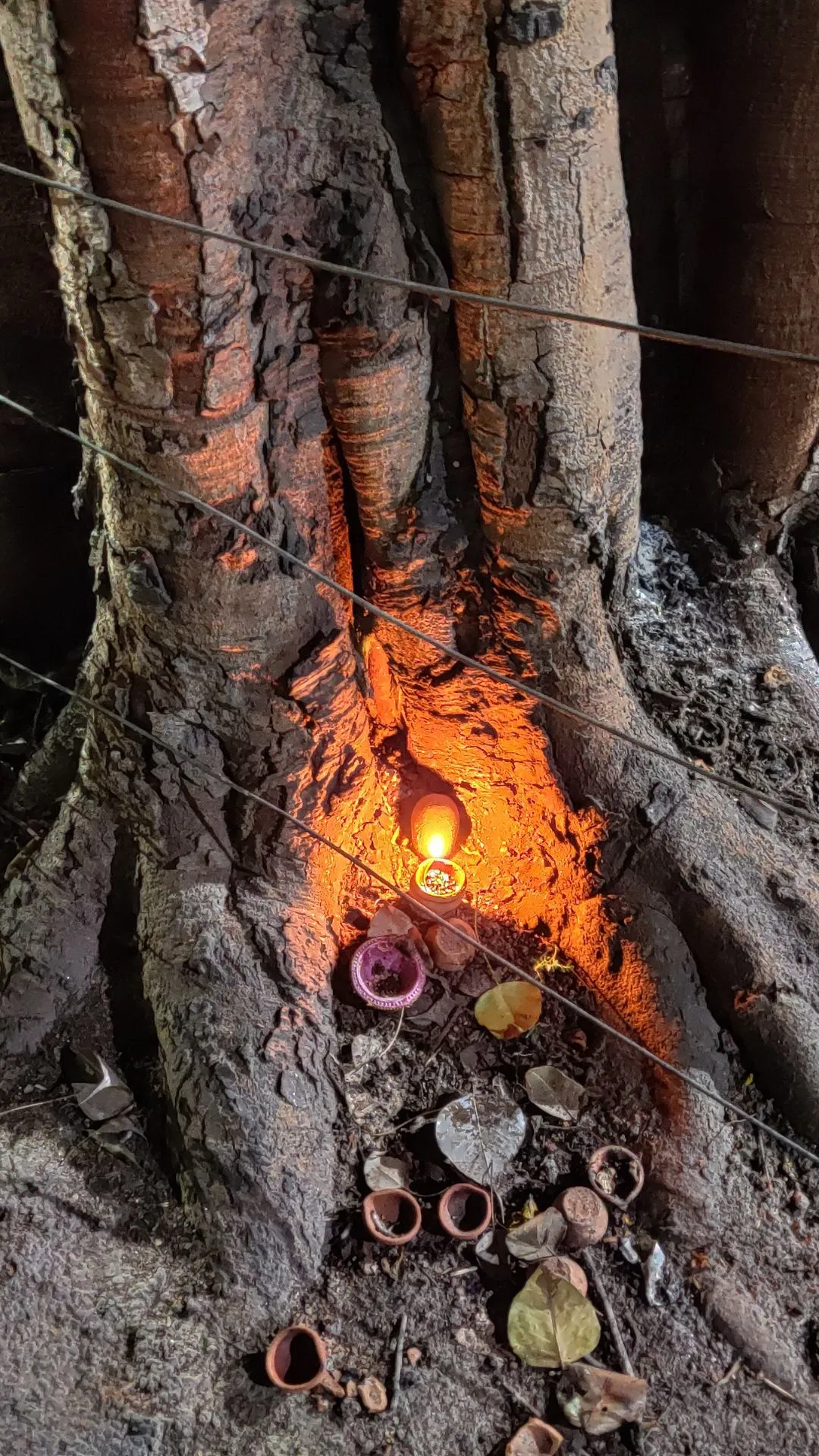 astro-tips-for-peepal-tree-1