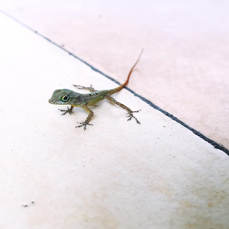 how to get rid of lizards