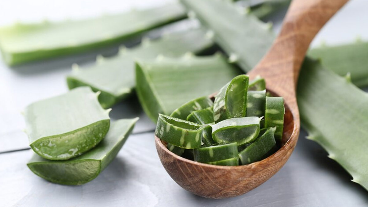 Aloe Vera for garden