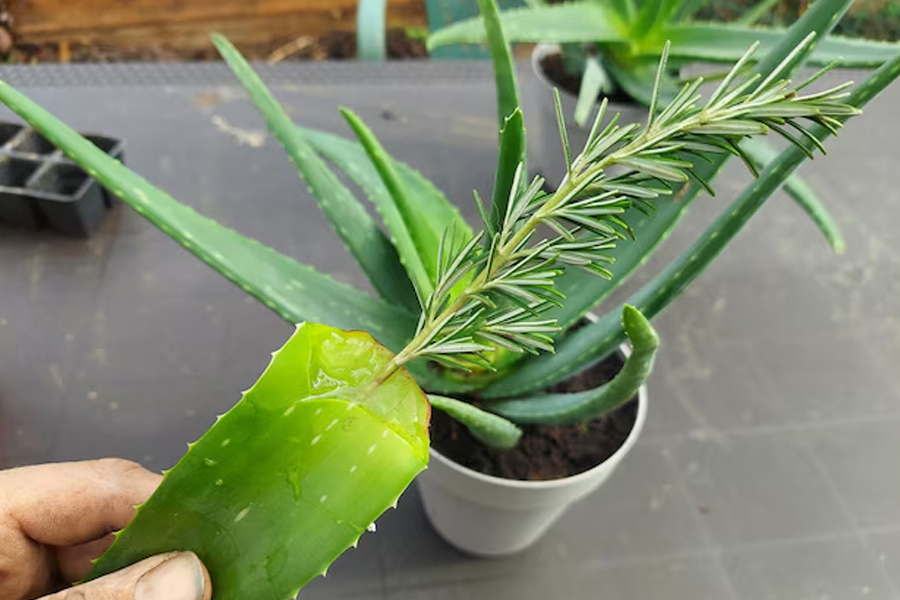 Aloe Vera for garden growing cutting