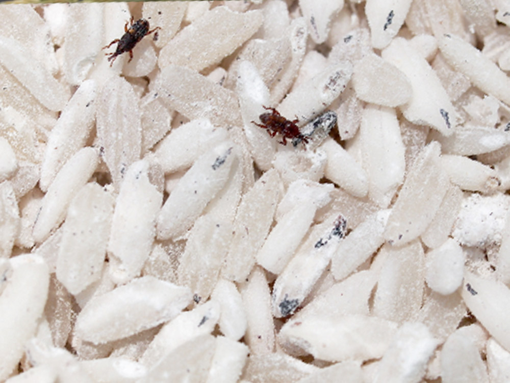 What kills weevils instantly