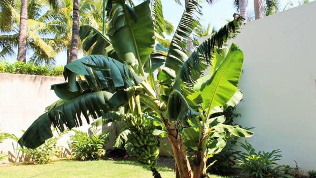 banana tree