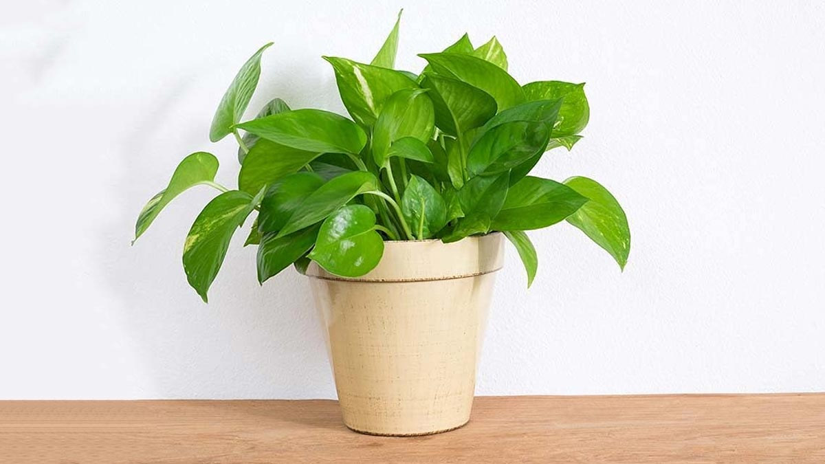 money plant