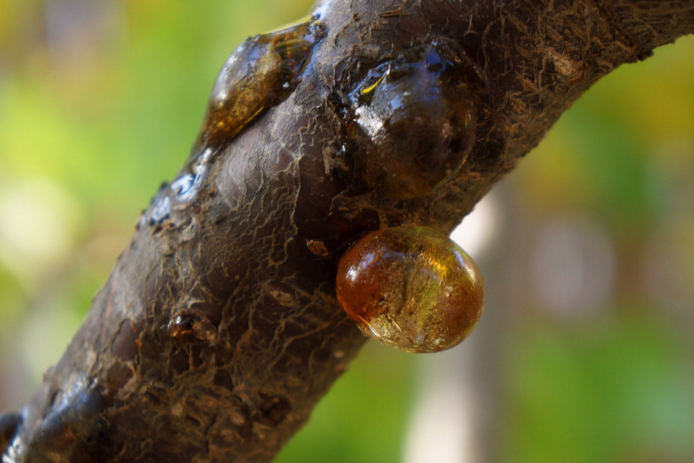 how is gond katira made