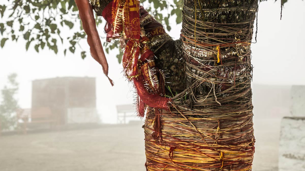red thread in banyan tree