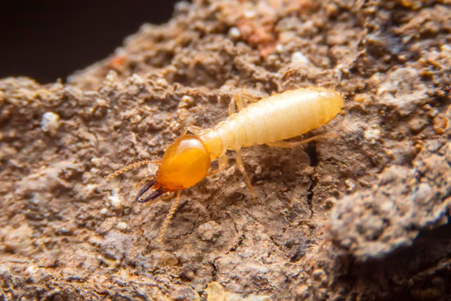 termite treatment