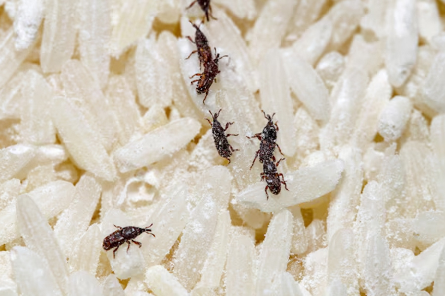 use newspaper for rice weevils