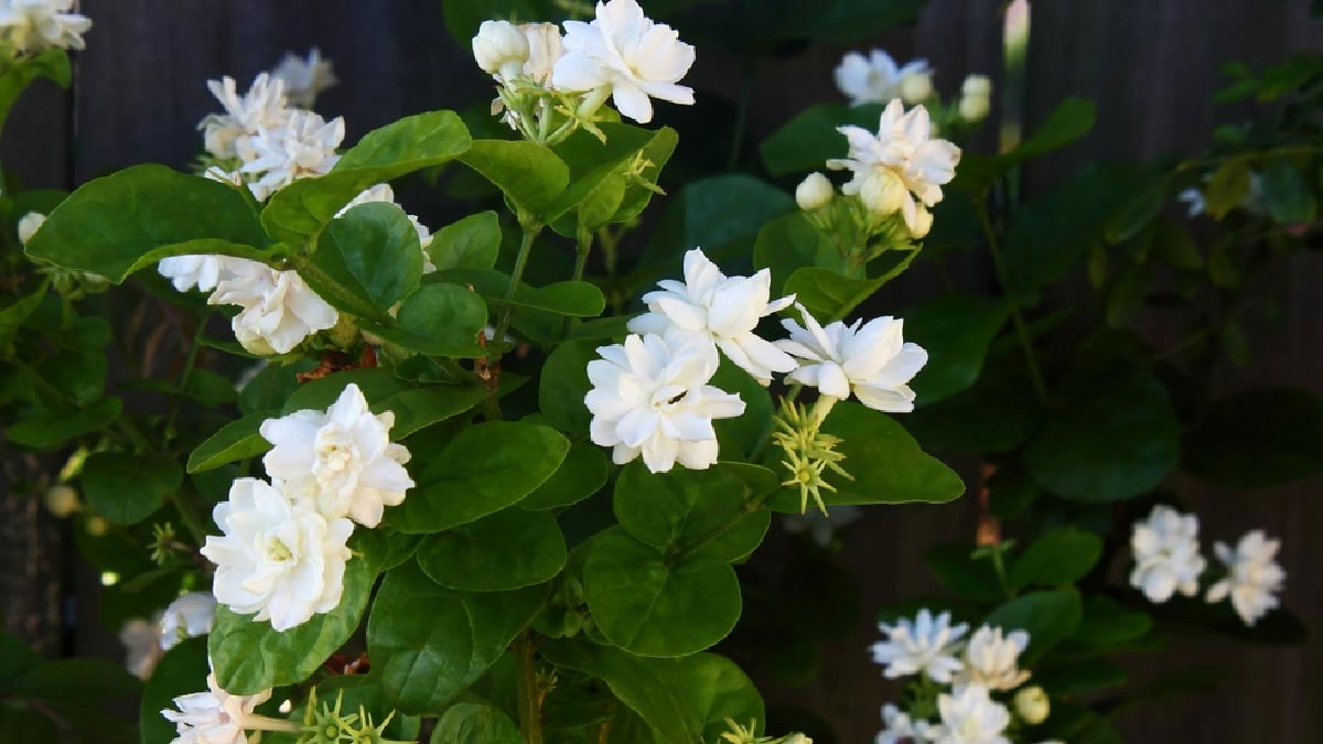 fertilizer for mogra plant