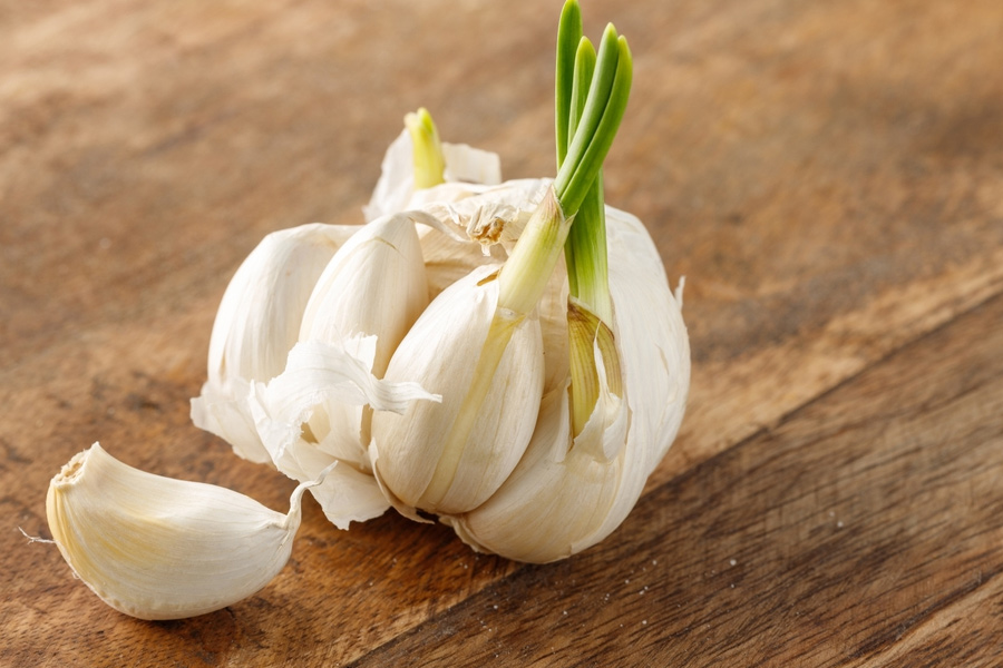 garlic germenation