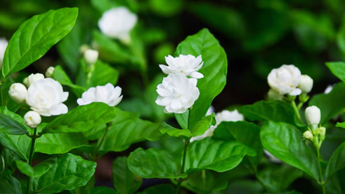 mogra plant care in hindi