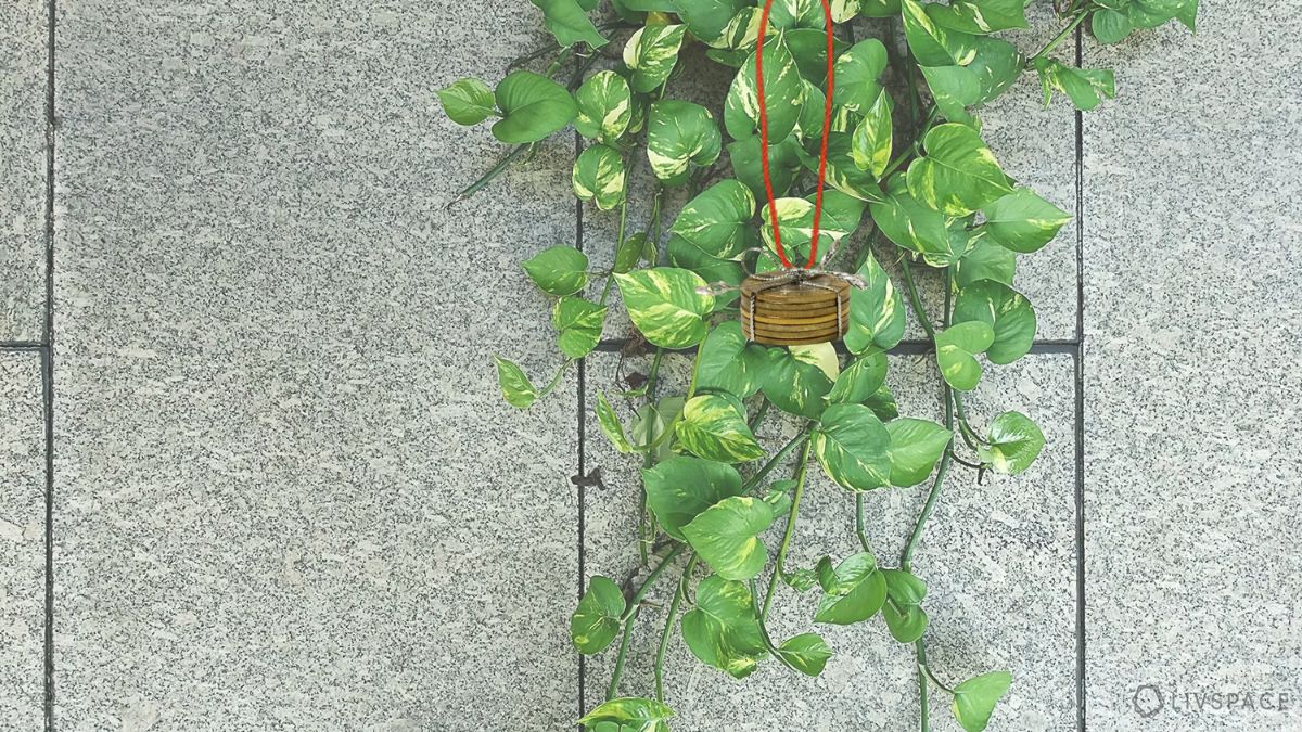 money plant mein paise bandhne ka mahatva