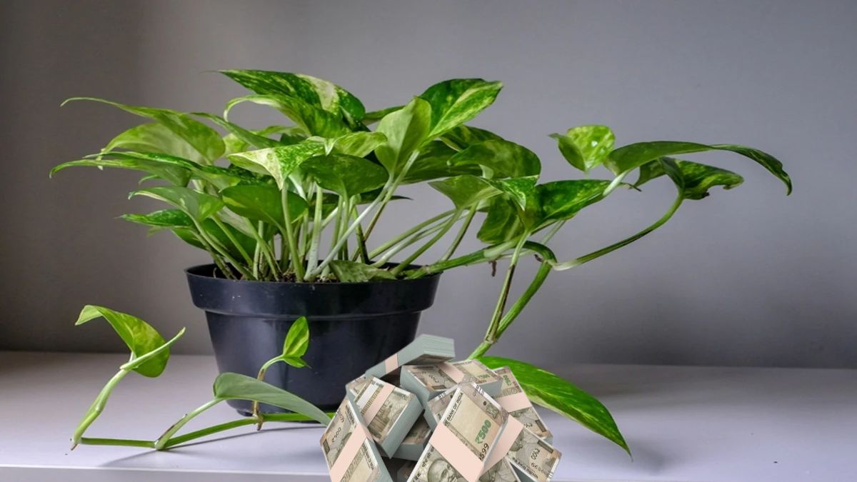 money plant mein paise bandhne ke labh