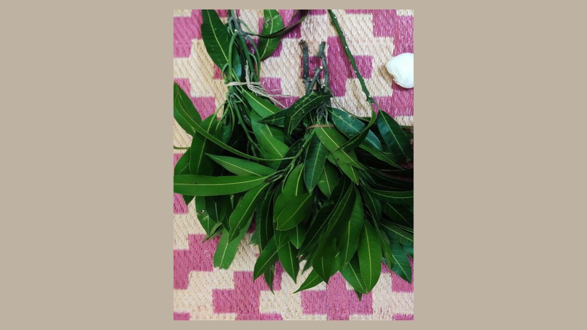 benefits of keeping mango leaves at home temple