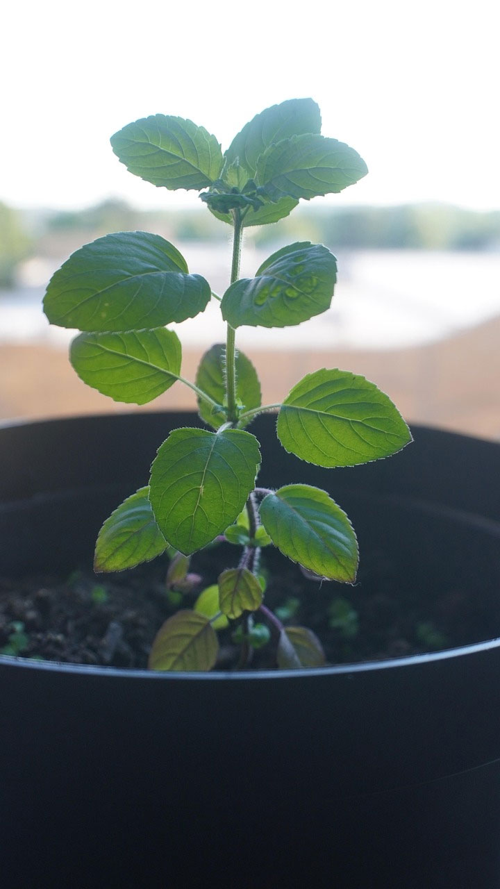 how to grow tulsi in a pot