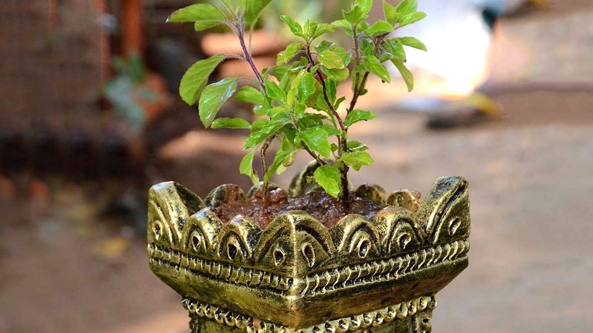 tulsi plant care tips