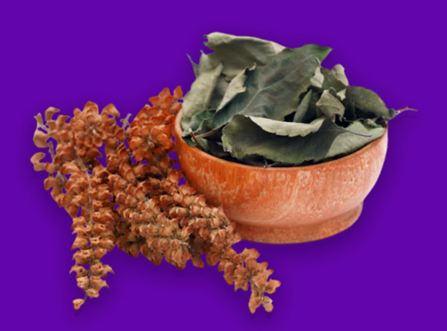 tulsi seeds for planting