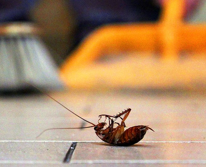 easy hacks to get rid insects