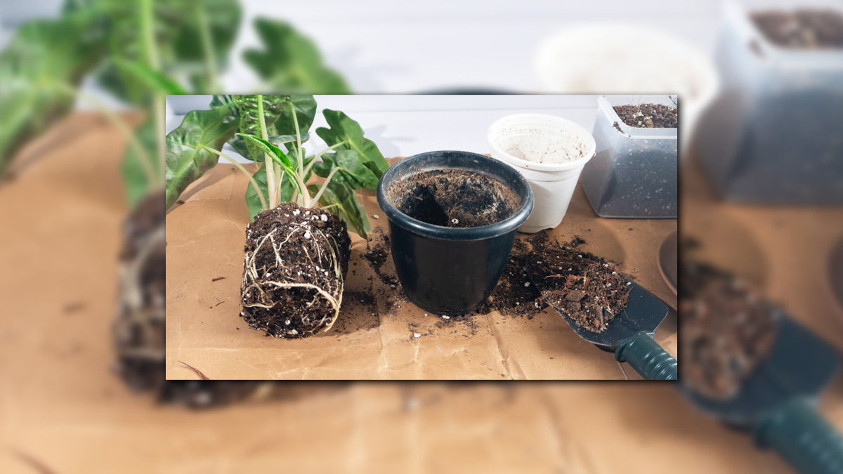 Root bound can stop growth