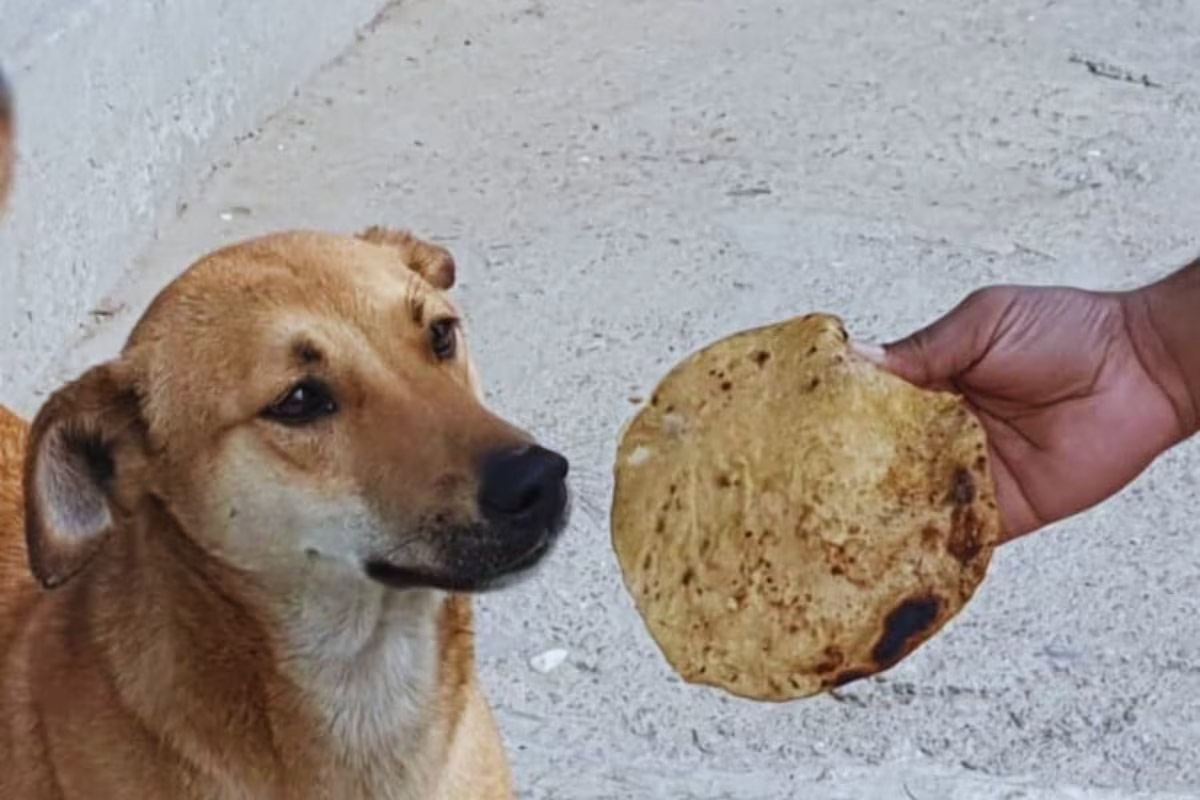Wheat chapati for dogs problems