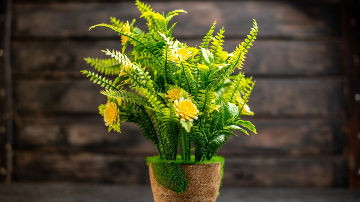 cleaning plastic plants