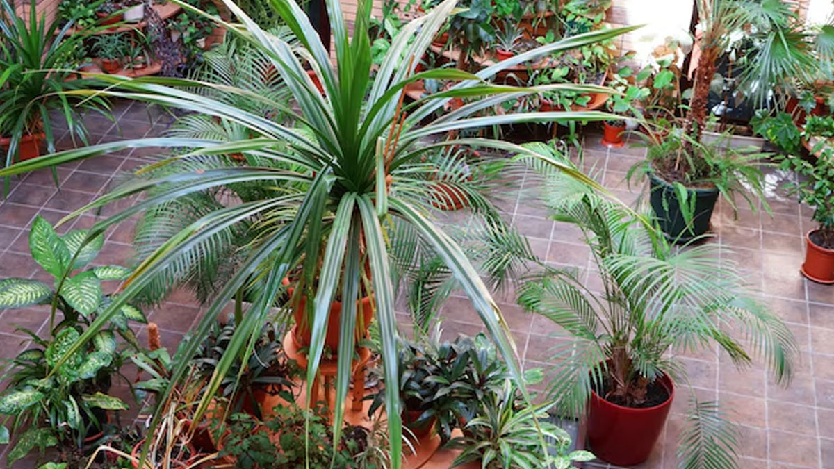 green roof for electricity savings