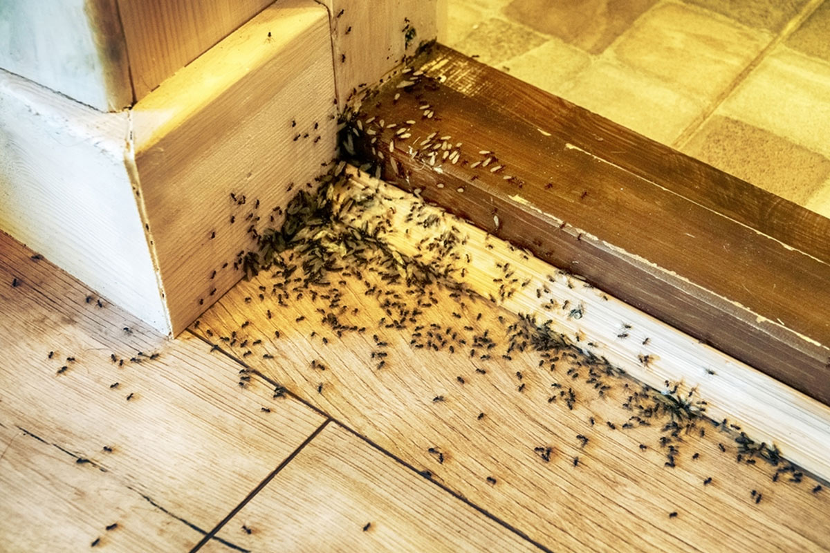 home remedies to get rid of insect