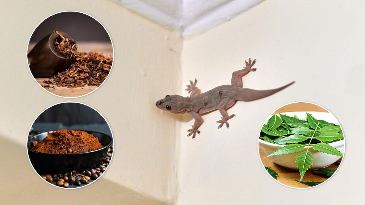 tricks to remove lizards from home
