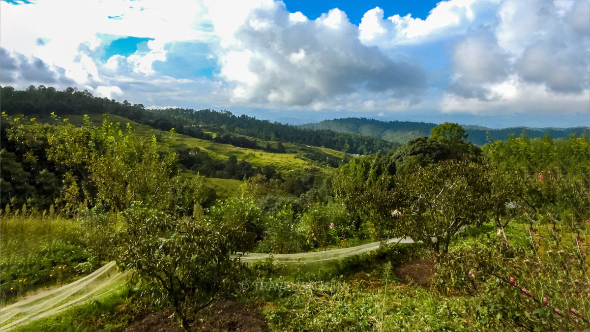 Best Places Near Chaubatia