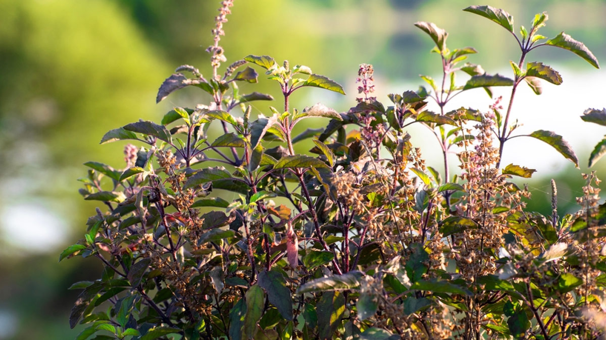 Is it good to eat tulsi leaf daily