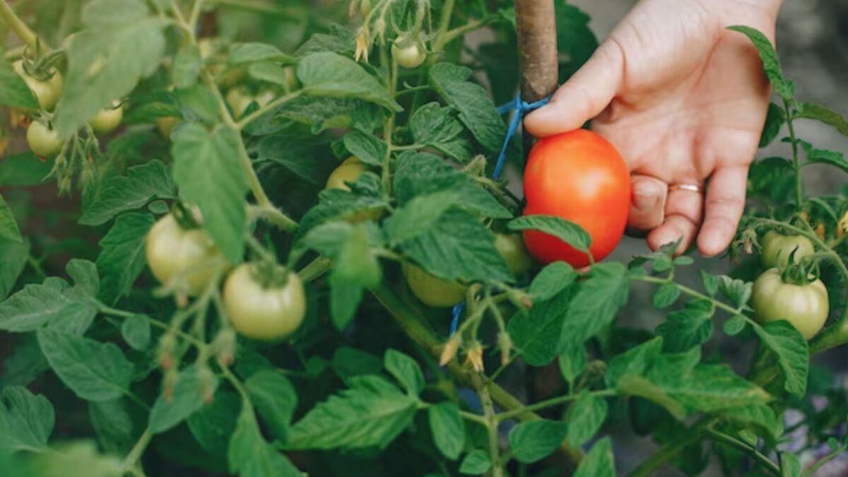 What are the requirements for a tomato plant