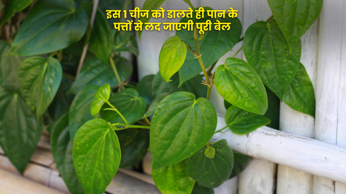 पान के पत्तों से लद जाएगी पूरी बेल, बस जड़ में डाल दें किचन की यह 1 चीज...खूब फैलेगी लताएं