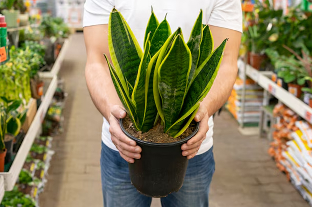 How to multiply a snake plant