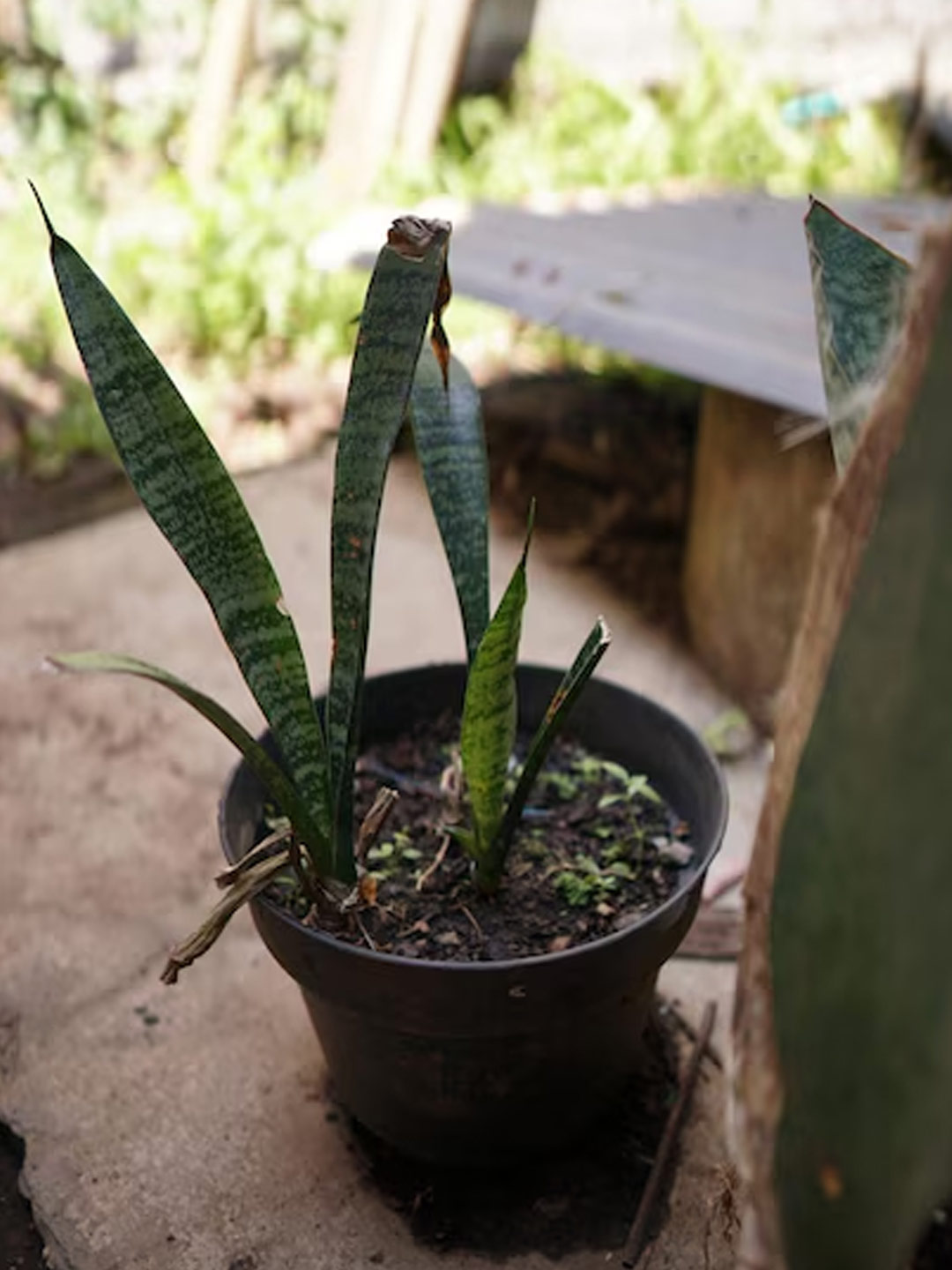 How to multiply a snake plants