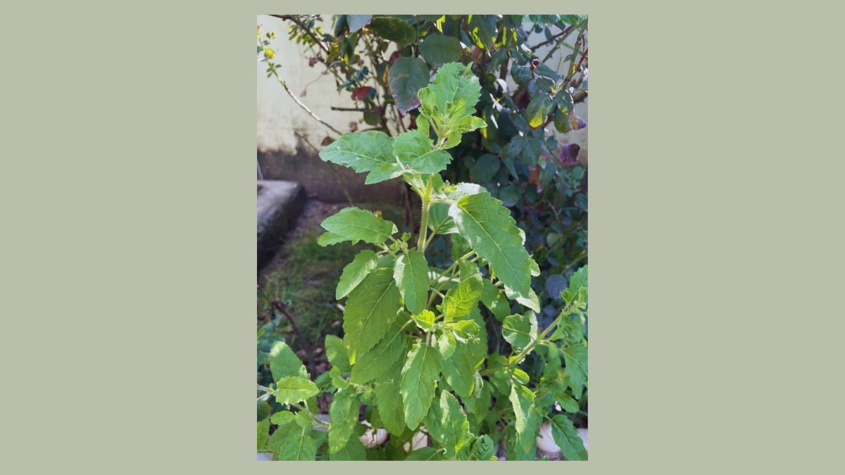 kya ghar ke piche tulsi ugna ashubh hai