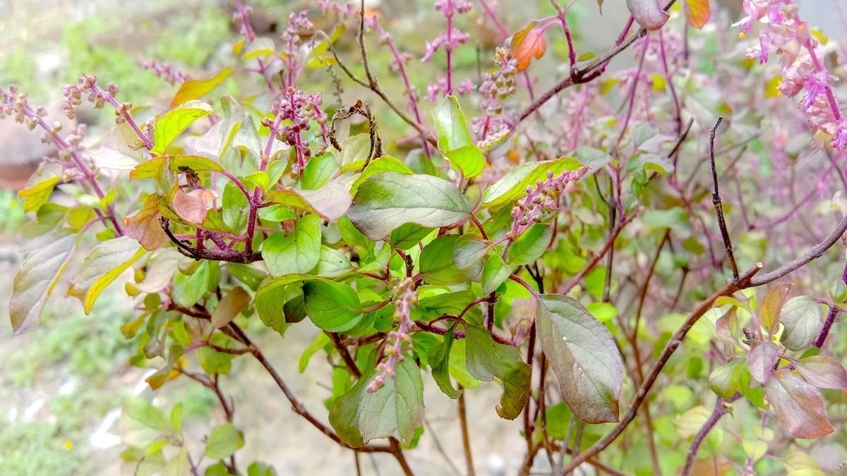 kya ghar ke piche tulsi ugna shubh hai