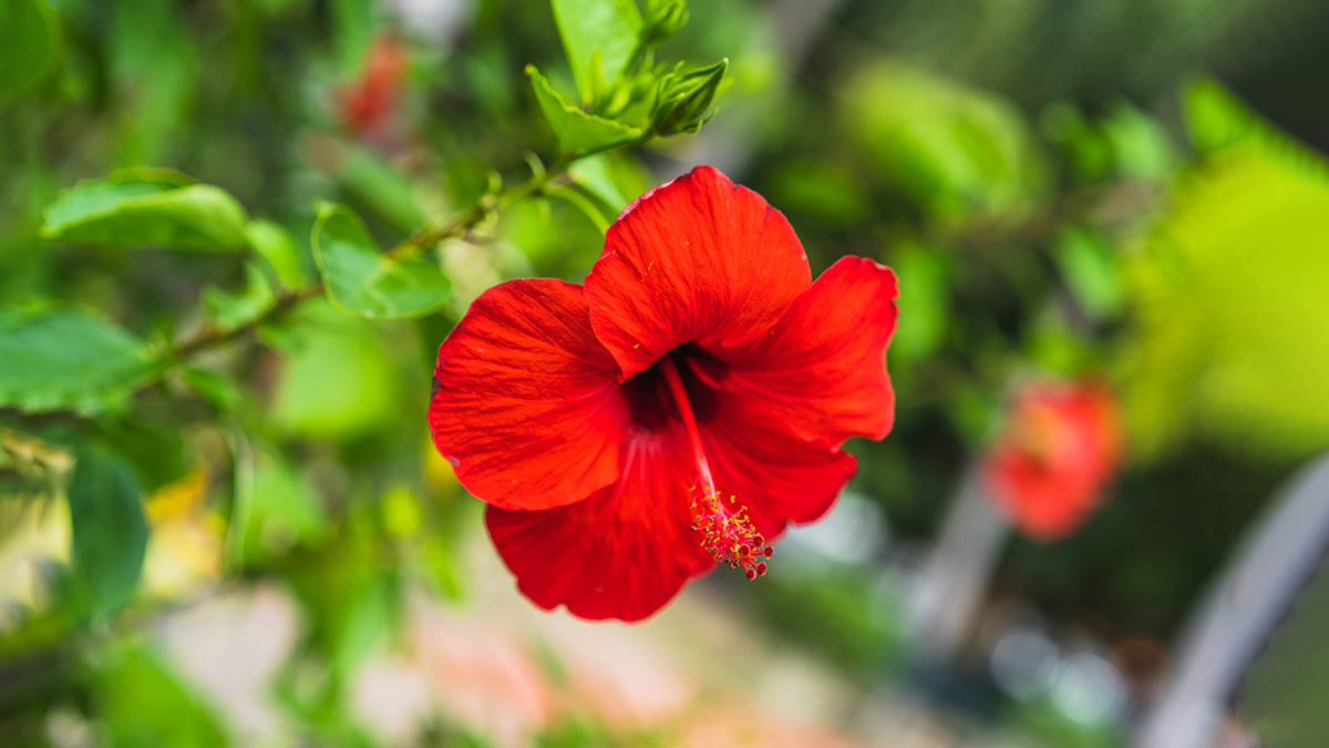 hibiscus plant