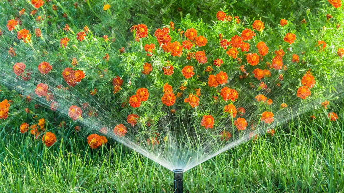 protect plants from heat