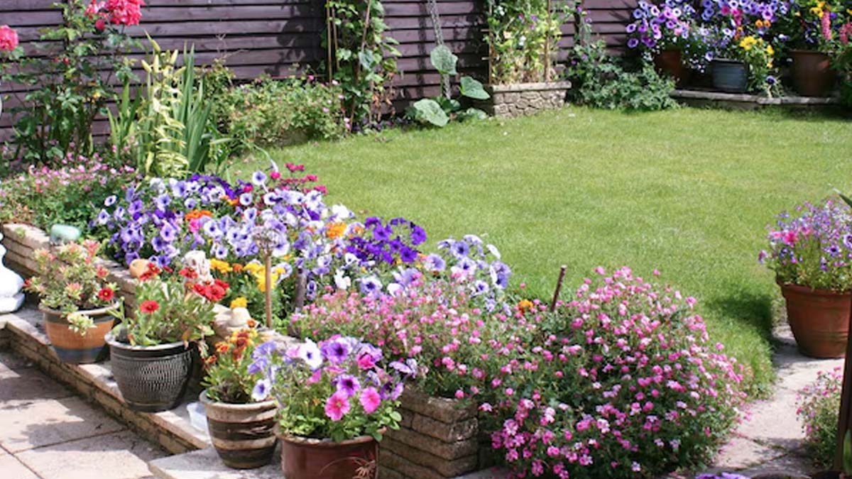 summer plant care