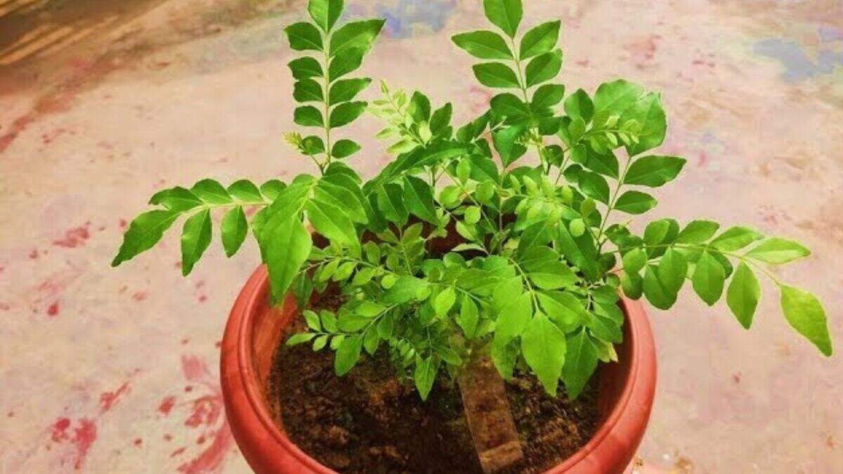 Prevent Plant from Root Bound