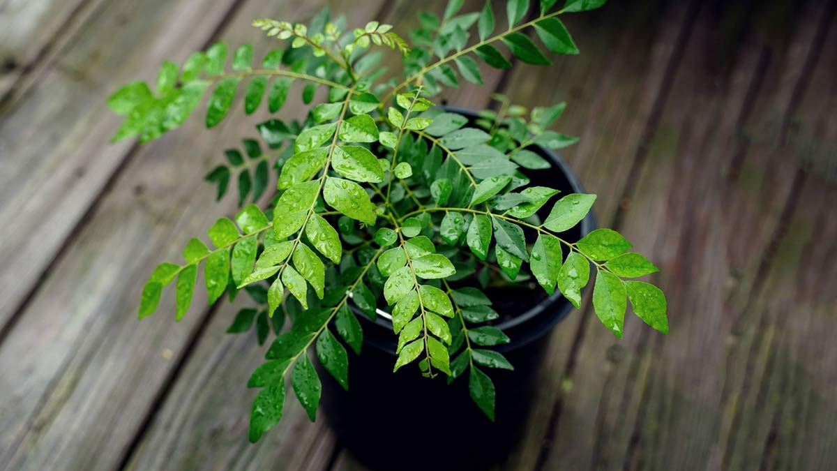 Take cuttings at the right time